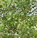 wild pear